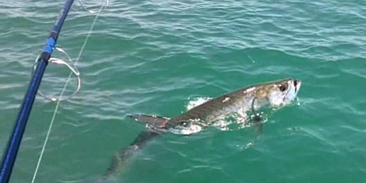 2012 Tarpon #2