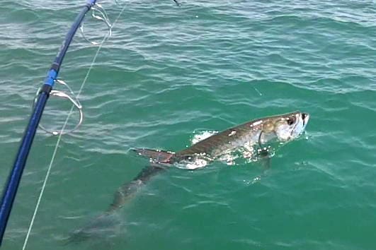 2012 Tarpon #2