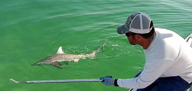 Last Local Guide Service- Blacktip Shark Fishing