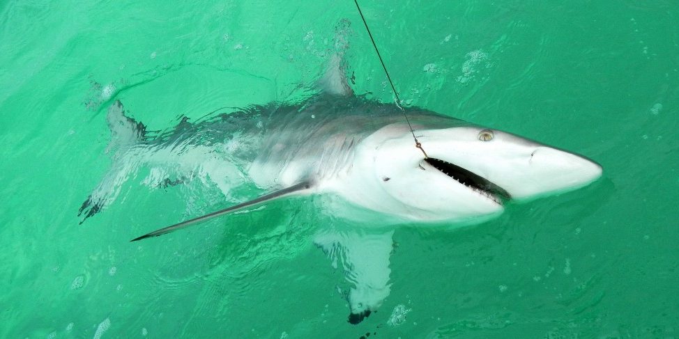 Last Local Guide Service- Blacktip Shark (Phillips5A)